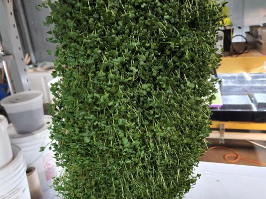 A tray of microgreens grown by Mike Taylor in Rock Springs