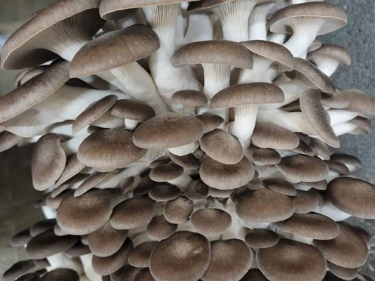 A cluster of oyster mushrooms from the Tumbleweed grow room